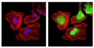 AM06747PU-N - Cytokeratin 5