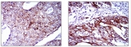 AM06747PU-N - Cytokeratin 5