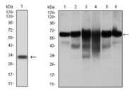 AM06747PU-N - Cytokeratin 5