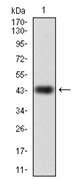 AM06750PU-N - RAP1A