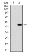 AM06750PU-N - RAP1A