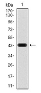 AM06751PU-N - RAP1A