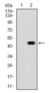 AM06751PU-N - RAP1A