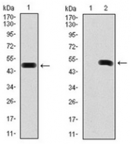 AM06754SU-N - Fibronectin