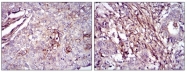 AM06754SU-N - Fibronectin