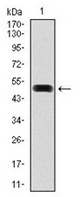 AM06755PU-N - Fibronectin