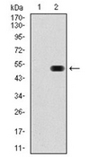 AM06755PU-N - Fibronectin