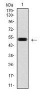AM06757PU-N - Insulin promoter factor 1