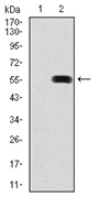 AM06757PU-N - Insulin promoter factor 1