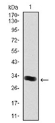 AM06758PU-N - Thrombopoietin