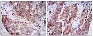 AM06760PU-N - HSP90AA1 / HSP90 alpha