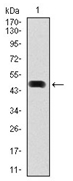 AM06760PU-N - HSP90AA1 / HSP90 alpha