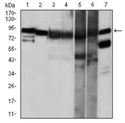AM06760PU-N - HSP90AA1 / HSP90 alpha
