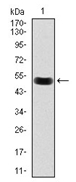 AM06768PU-N - LPLUNC1