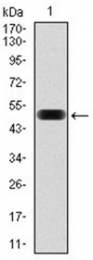 AM06769PU-N - EIF4B
