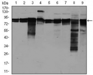 AM06769PU-N - EIF4B