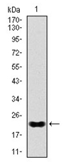 AM06771PU-N - NKX2-2