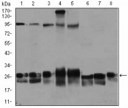 AM06774PU-N - RAB4A / RAB4