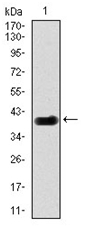 AM06777PU-N - Delta-like protein 4 / DLL4