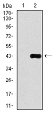 AM06777PU-N - Delta-like protein 4 / DLL4