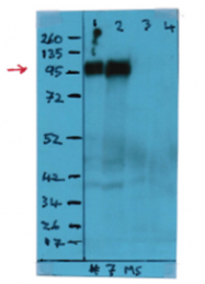 AM08169PU-N - CD107a / LAMP1