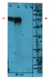 AM08170PU-N - CD107b / LAMP2