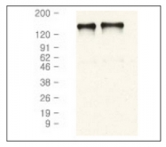 AM08180PU-N - EGFR / ERBB1