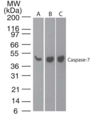 AM08364PU-N - Caspase-7