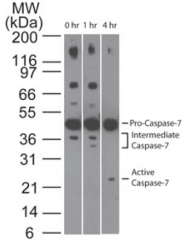 AM08364PU-N - Caspase-7