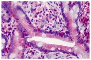 AM08364PU-N - Caspase-7