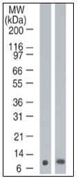 AM08370PU-N - S100A7 / Psoriasin