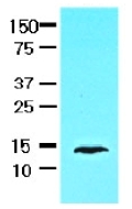 AM09011PU-N - FABP1