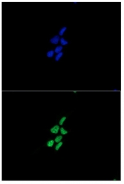 AM09033PU-N - Alpha-Synuclein / SNCA