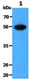 AM09041PU-N - Visfatin / NAMPT