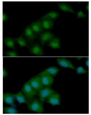 AM09041PU-N - Visfatin / NAMPT