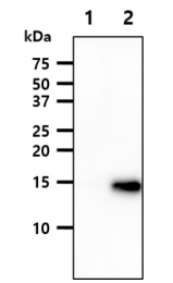 AM09051PU-N - VAMP-3 / Synaptobrevin-3