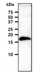 AM09051PU-N - VAMP-3 / Synaptobrevin-3