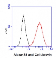 AM09051PU-N - VAMP-3 / Synaptobrevin-3
