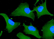 AM09060PU-N - 14-3-3 protein theta