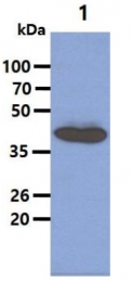 AM09087PU-N - Tomoregulin-2 / TMEFF2