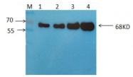 AM09262PU-N - Albumin