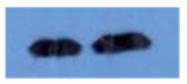 AM09264PU-N - Beta-2-microglobulin