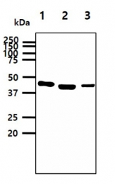 AM09362PU-N - OAT
