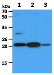 AM09383PU-N - Caveolin-1