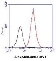 AM09383PU-N - Caveolin-1