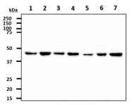 AM09387PU-N - CTBP1