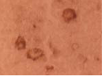 AM10149PU-N - CD321 / JAM1