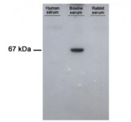 AM10155PU-N - Albumin