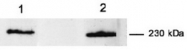 AM10201PU-N - Myoferlin