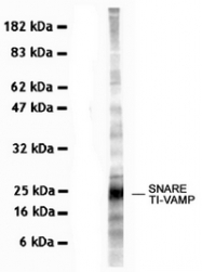 AM10220PU-N - VAMP-7 / SYBL1